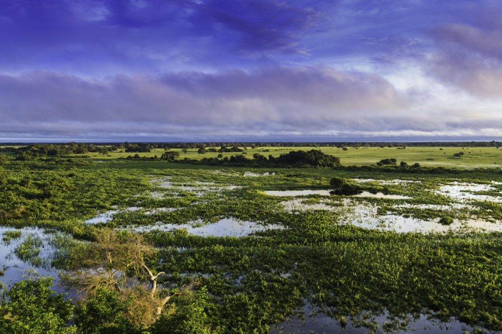 Brazilian Telenovela Pantanal Concludes Successful Run on TV Globo Network