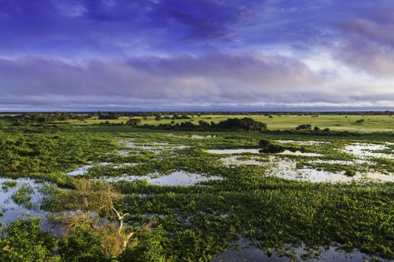 Brazilian Telenovela Pantanal Concludes Successful Run on TV Globo Network