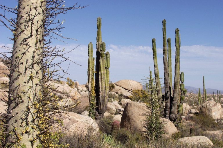 Baja Killings Test Mexico’s National Guard