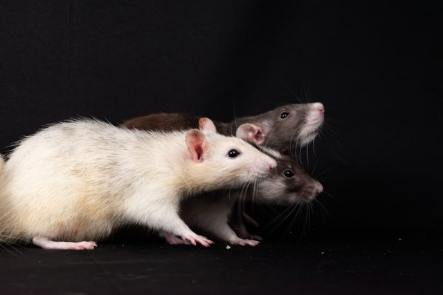 Yale Study: Olive Oil Fat Speeds Pancreatic Cancer in Male Mice Yale Study: Olive Oil Fat Speeds Pancreatic Cancer in Male Mice