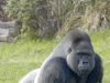 Gorilla Technology, Supermicro $2B India AI Deal Signals Asia Pacific Infrastructure Race Gorilla Technology, Supermicro $2B India AI Deal Signals Asia Pacific Infrastructure Race