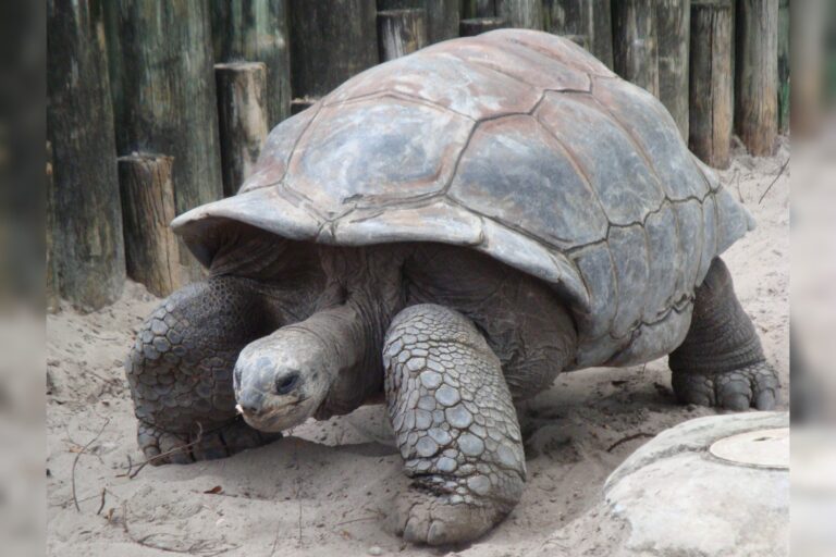 PBS Airs ‘The Tortoise that Saved the Rabbit’ as Summer Nature Special