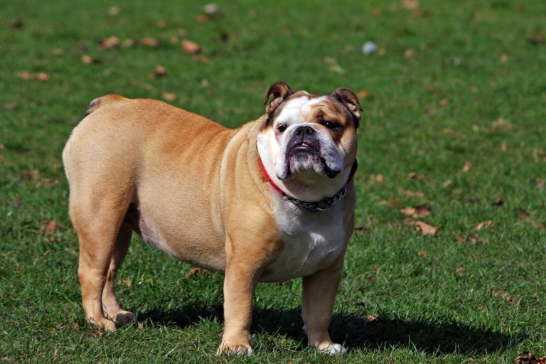 Pablo the bulldog bites Freddy Brazier at Nan’s home