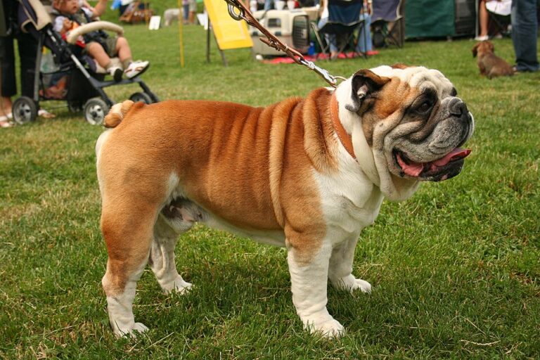 Freddy Brazier hospitalized after bulldog attack at Nan’s home