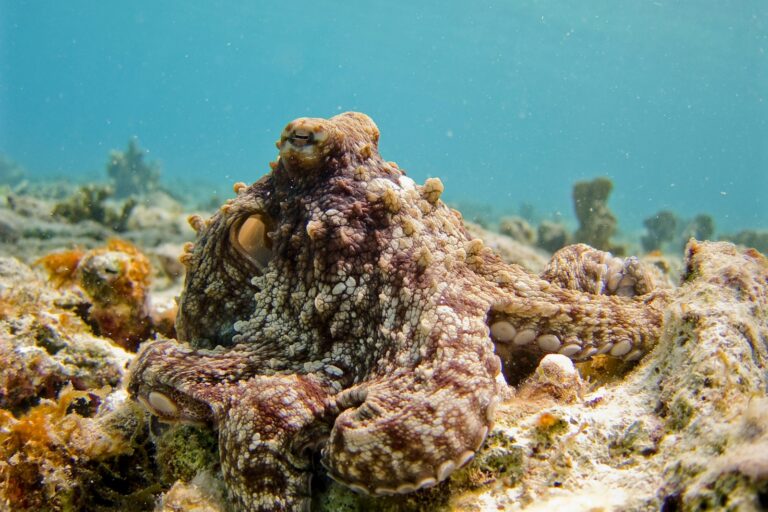 Blue Planet III proves authentic nature filmmaking survives AI boom